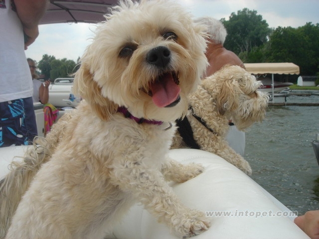 小鹿犬多大可以进行配种繁殖了吗?是这样吗_小狗情人