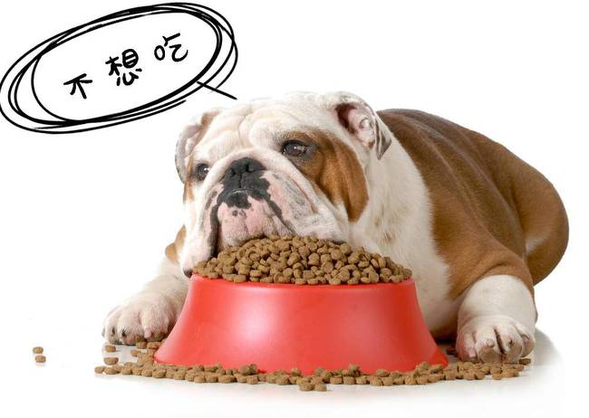 养一只猫一只狗还是养两只狗_八哥狗好养吗_如何 养狗