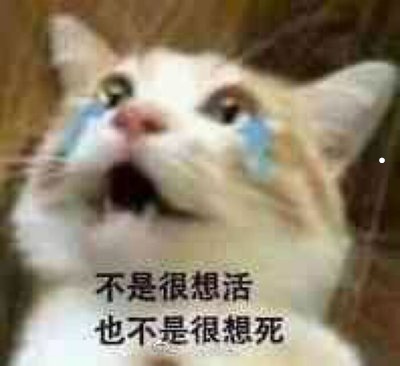 怎么举报邻居家猫一直叫