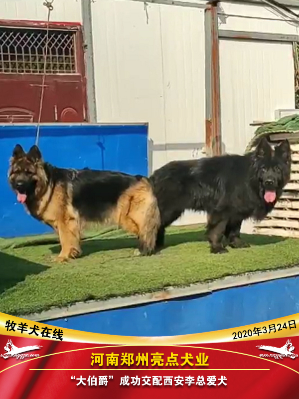 泰迪狗茶杯狗好养吗_养两只狗要几个狗厕所_上海市区养狗规定