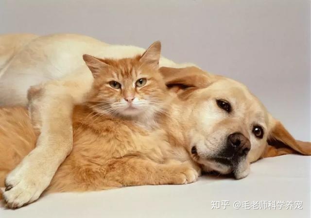 什么属相不能养狗_狗和猫能一起养破财吗_属相狗与什么属相相冲