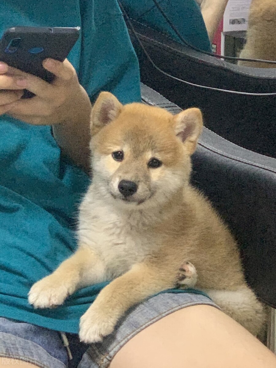 买到病柴犬怎么办？新手去哪儿才能买到健康的柴犬？