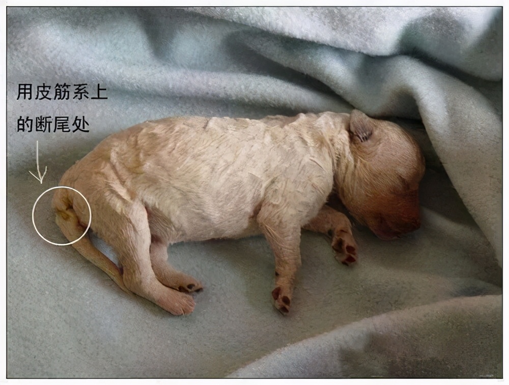 给狗断尾，有多个好处，你愿意给狗断尾吗？