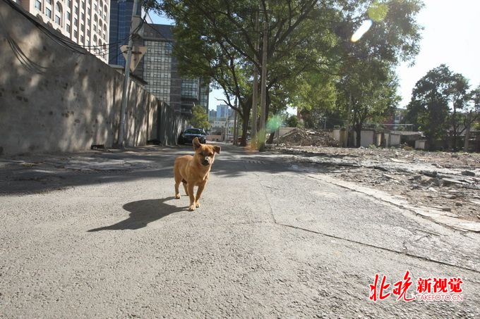 深圳中华田园犬可办犬证了，这25种仍被列为禁养烈性犬