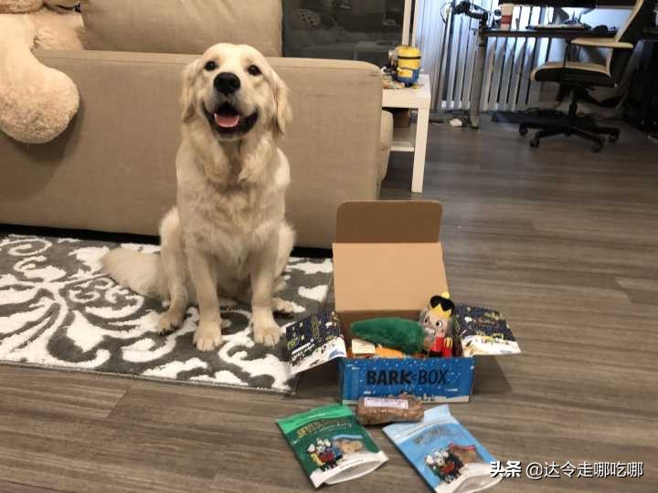 老人说好女不养狗，为啥很多人都养大型公狗？网友：其实另有目的