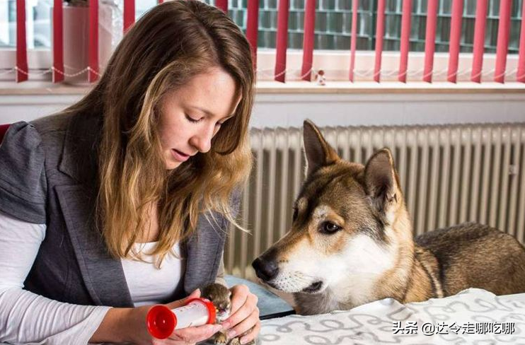 老人说好女不养狗，为啥很多人都养大型公狗？网友：其实另有目的