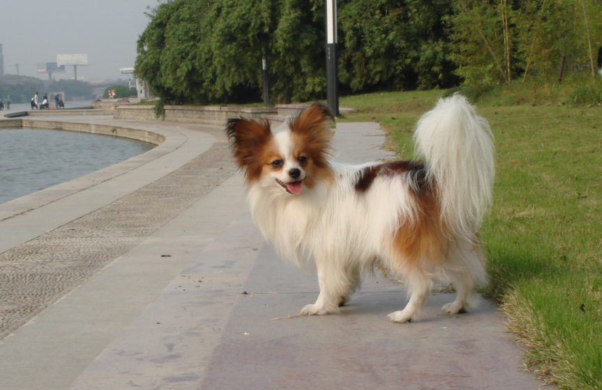 最通人性的“小型犬”，即便身材小，也会奋不顾身保护你