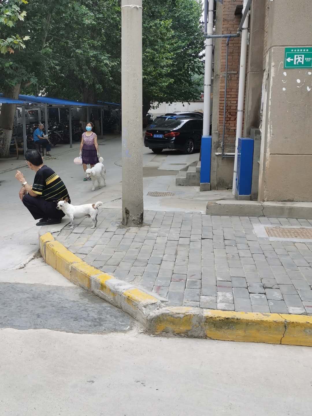 合肥 养狗_什么狗最好养_泰迪狗好养还是比熊好养
