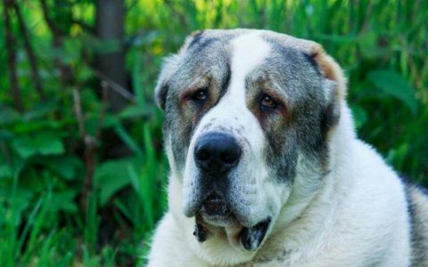 哈萨克犬的"土狗"和"高大"(图)