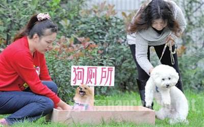 养狗女子投诉干部打人_女子把男子当狗养_养狗女子投诉干部打人