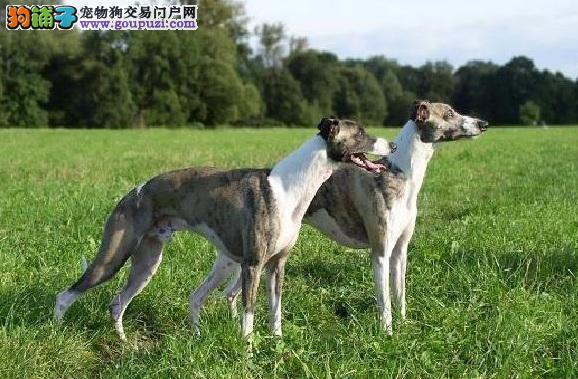 惠比特犬 细犬_细狗品种惠比特犬_格力犬灵缇犬惠比特犬区别