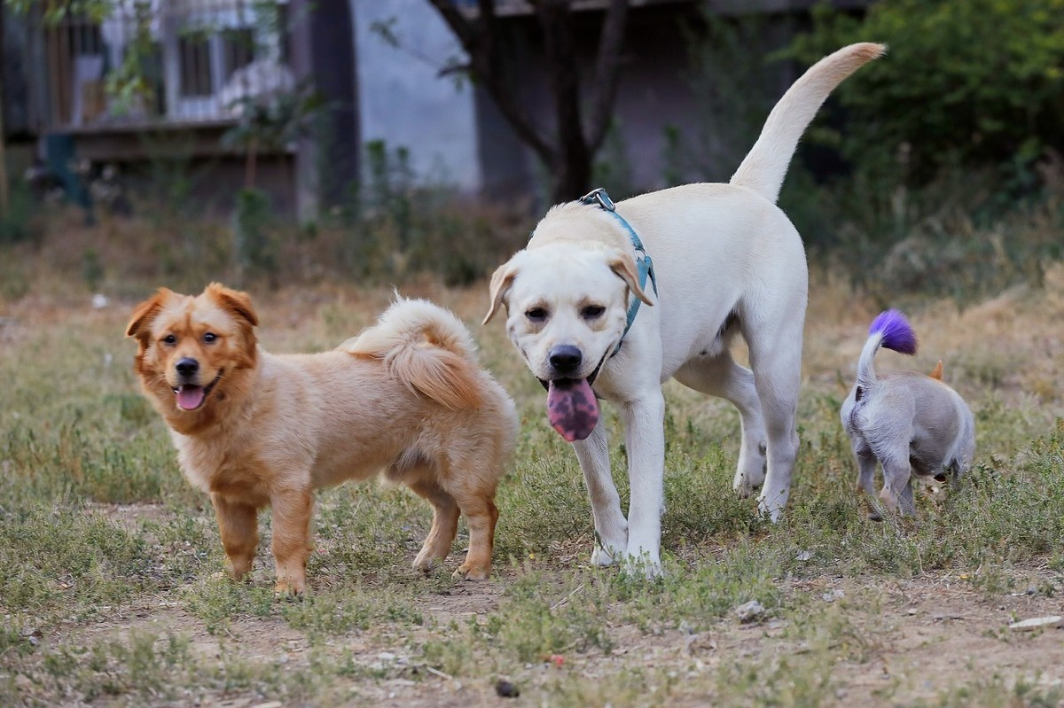 国内7种少见的品种狗，能认识5种的都是高人！你认识几种？
