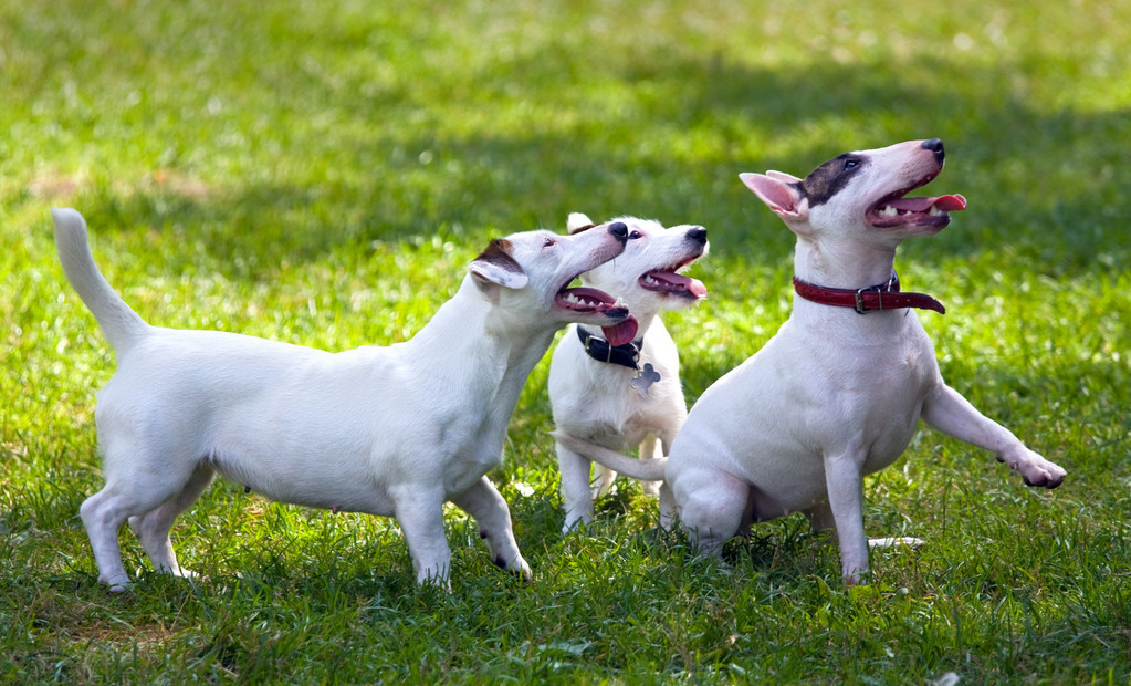 国内7种少见的品种狗，能认识5种的都是高人！你认识几种？