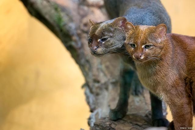 笑猫日记属猫的人摘抄_细腰猫属_豹属和猫属