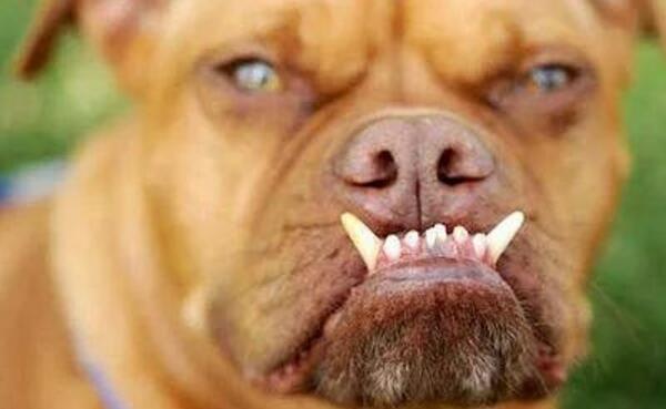 世界上最丑的狗品种_丑丑的狗_细狗品种有哪些品种