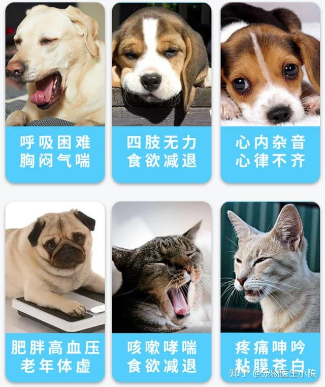 朝花夕拾中狗猫鼠的读后感300字_中兽医治狗猫病看什么书_别把狗当猫看