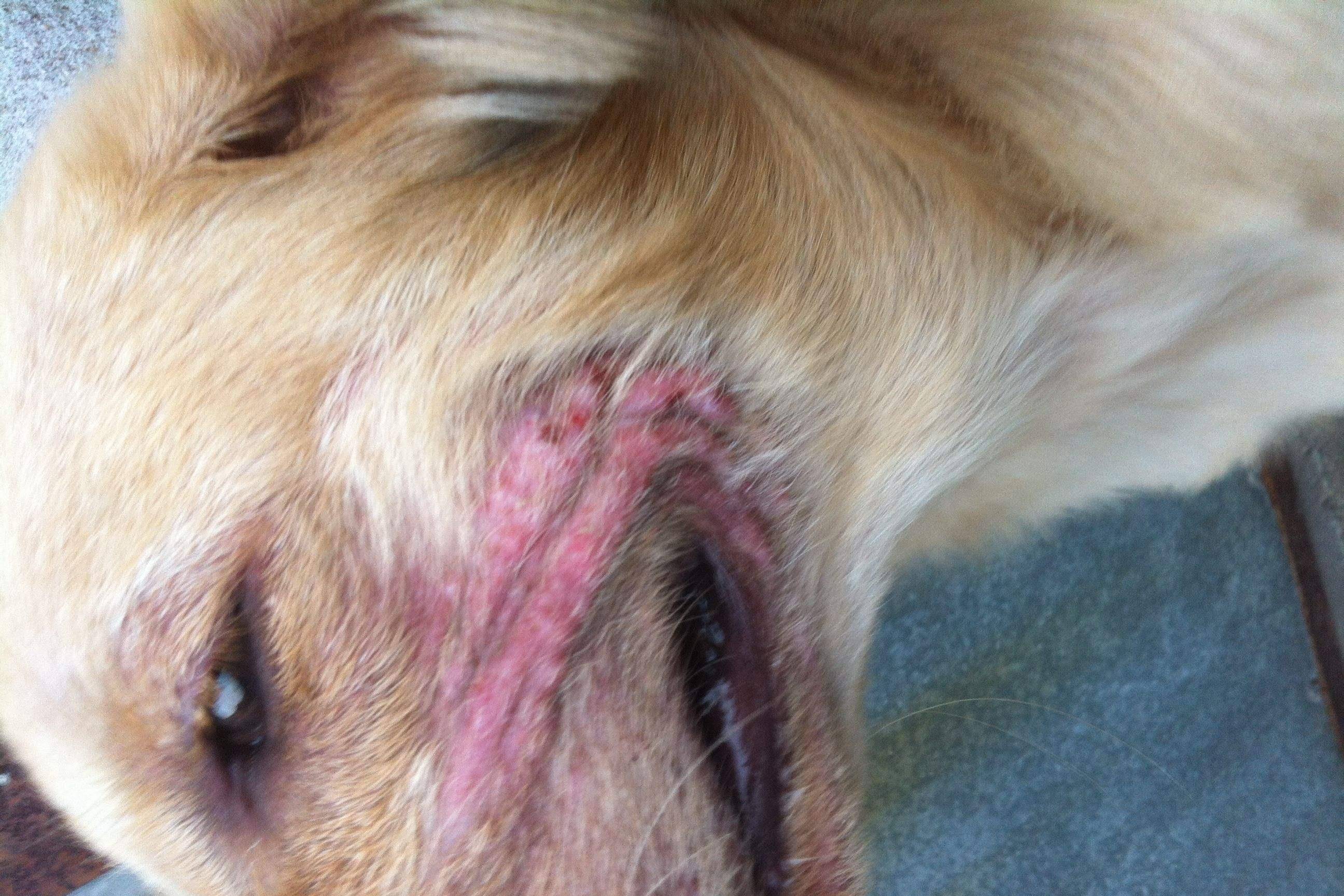 常见兔病防治视频_常见皮肤病防治基础知识_一些常见狗病防治