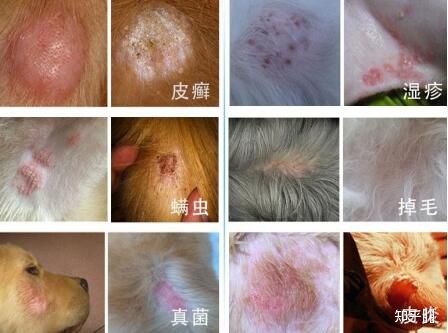 常见皮肤病防治基础知识_一些常见狗病防治_常见兔病防治视频