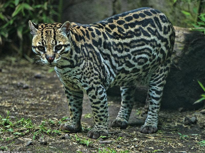 狞猫属_笑猫日记属猫的人摘抄_细腰猫属