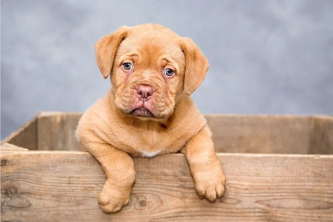 一些常见狗病防治_十种常见鸽病防治_犬常见皮肤病诊断及防治