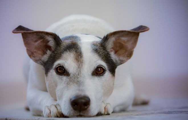 一些常见狗病防治_十种常见鸽病防治_犬常见皮肤病诊断及防治