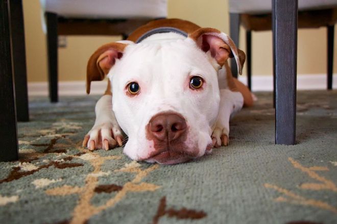 十种常见鸽病防治_一些常见狗病防治_犬常见皮肤病诊断及防治