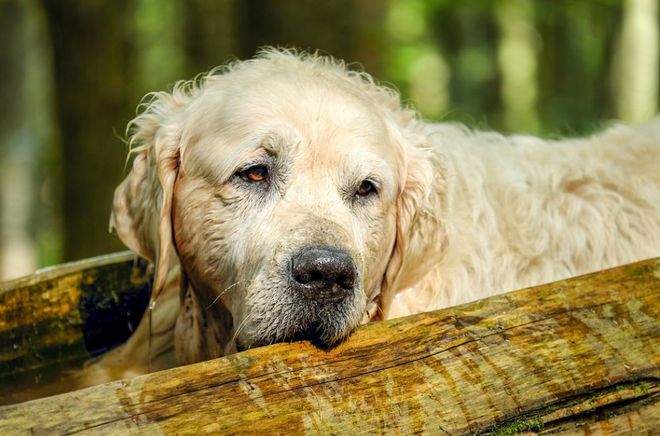 十种常见鸽病防治_犬常见皮肤病诊断及防治_一些常见狗病防治