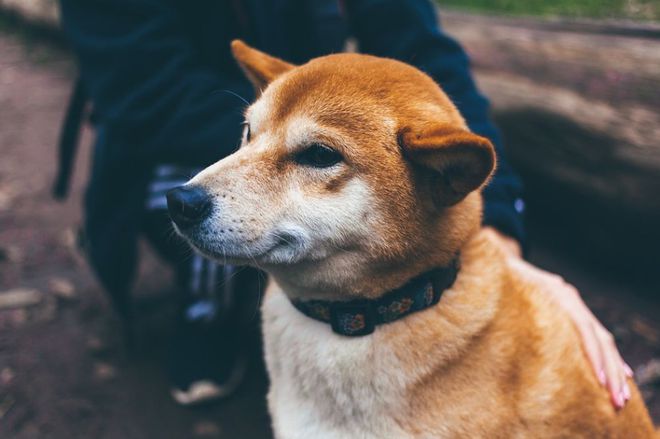 十种常见鸽病防治_一些常见狗病防治_犬常见皮肤病诊断及防治