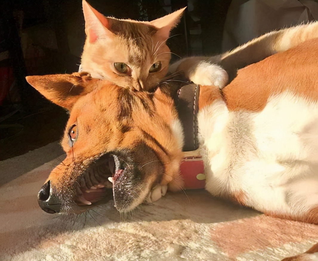 你喜欢养猫还是养狗呢？