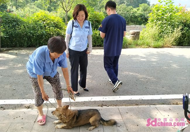 养一只猫一只狗还是养两只狗_泰迪狗茶杯狗好养吗_青岛市养狗条例