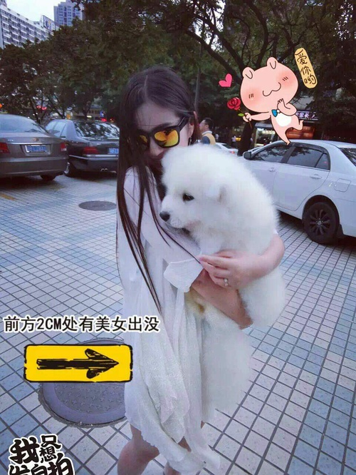 微信想出售狗 该怎么写_梦见想要救很多狗_想买狗