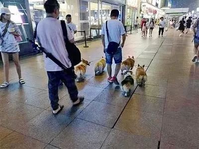 青岛步行街上违规遛狗惹众怒，文明养犬才是爱犬之道...