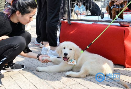 泰迪狗茶杯狗好养吗_青岛市养狗条例_市大气污染防治条例