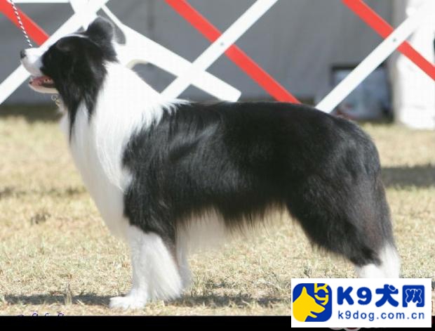 k9大放送——训练是边境牧羊犬必须的功课