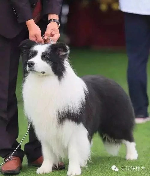 边境牧羊犬狗狗训练技巧大全_怎样训练狗狗缉毒犬_边境牧羊犬狗狗训练技巧大全