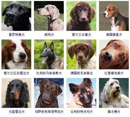 世界狗狗品种大全排名图片