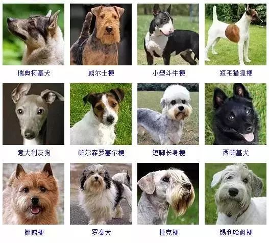 宠物狗品种大全幼犬图片