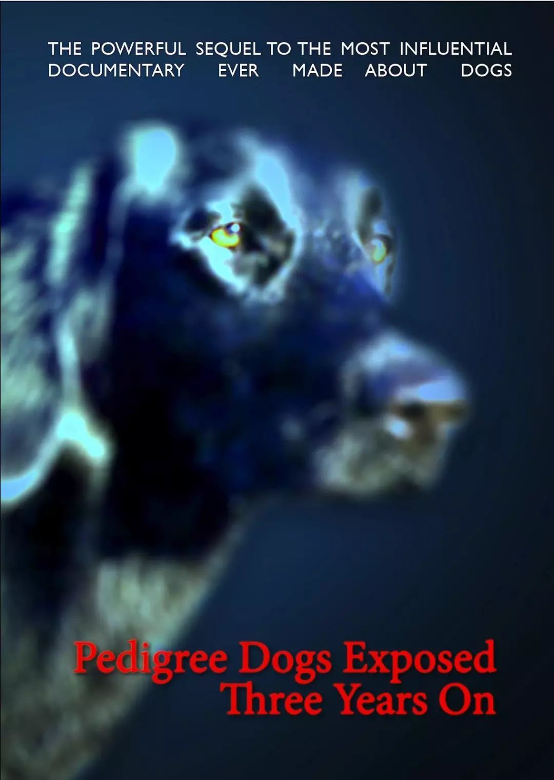 长耳朵狗狗的品种图片_小型黑毛犬耳朵竖着品种图片_耳朵下垂的狗品种图片