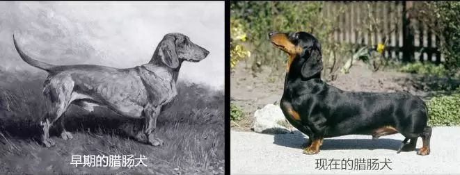 耳朵下垂的狗品种图片_长耳朵狗狗的品种图片_小型黑毛犬耳朵竖着品种图片