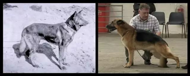 小型黑毛犬耳朵竖着品种图片_长耳朵狗狗的品种图片_耳朵下垂的狗品种图片