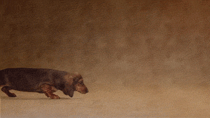 小型黑毛犬耳朵竖着品种图片_长耳朵狗狗的品种图片_耳朵下垂的狗品种图片