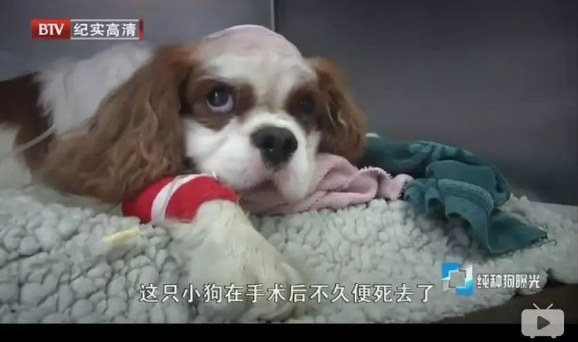 耳朵下垂的狗品种图片_小型黑毛犬耳朵竖着品种图片_长耳朵狗狗的品种图片