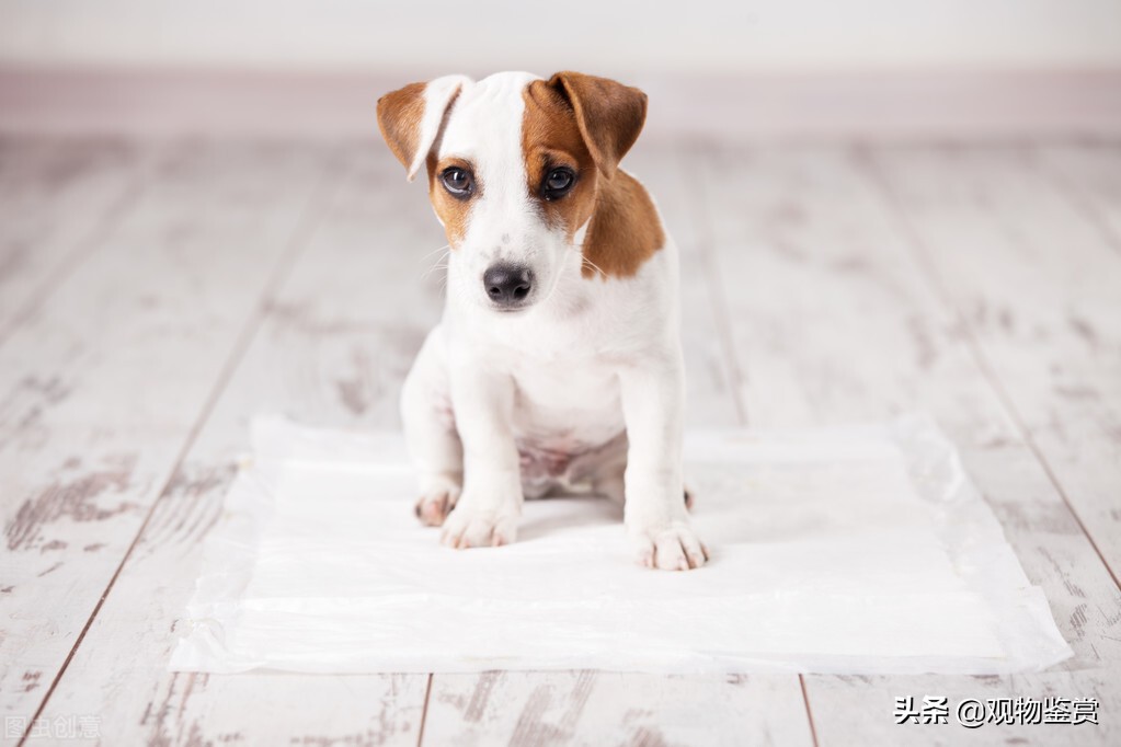 怎样训练狗狗去厕所大小便，训练狗狗大小便的方法，你知道多少？