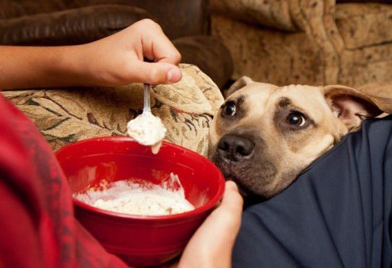 狗狗训练百科_怎么训练狗狗大小便_如何训练狗狗拒食