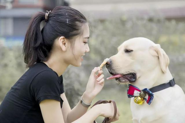 怎么训练狗狗大小便_狗狗训练百科_如何训练狗狗拒食