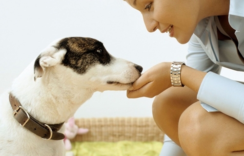 狗狗护食严重怎么办？学会这几个训练法，让你的狗狗更好融入家庭