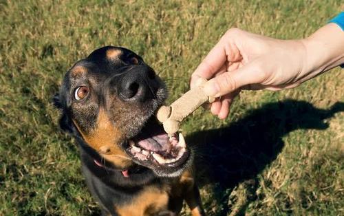狗狗护食严重怎么办？学会这几个训练法，让你的狗狗更好融入家庭