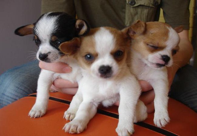 长不大的小奶狗品种_小短腿狗有什么品种_世界上最小的狗品种