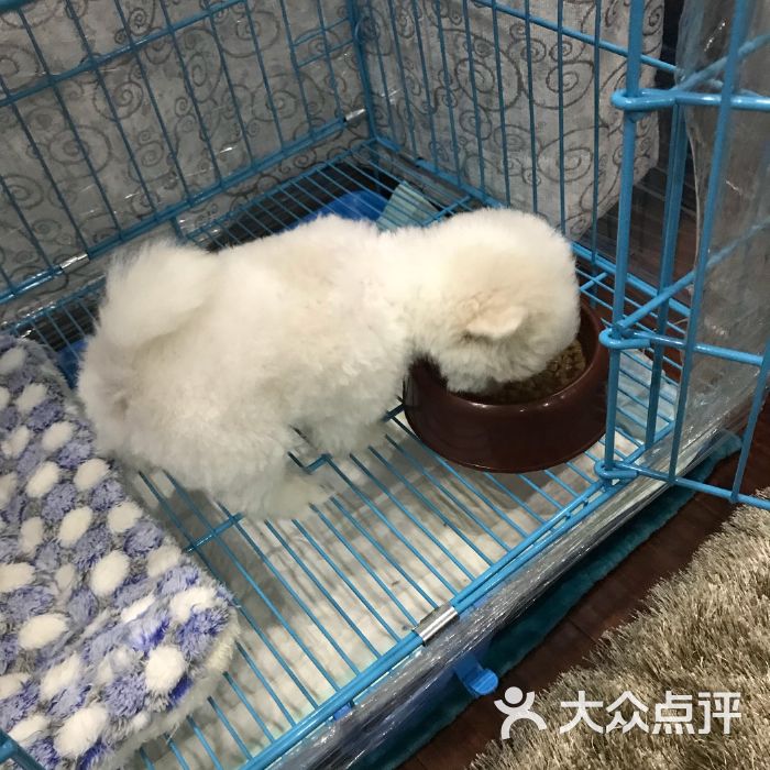 厦门宠物店病狗_黑宠物店卖病狗_宠物店买到病狗怎么办