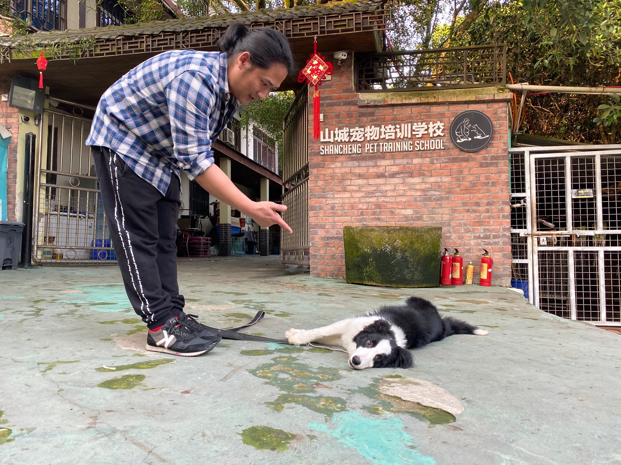 狗狗训练学校打狗狗吗_浦东狗狗训练学校_专业狗狗训练学校